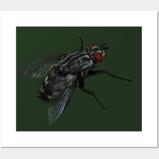 Pretty Giant Fly Novelty Artwork for Insect Lovers Posters and Art